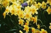 Verwelkt Daffodil