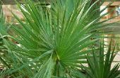 Indoor Palm Tree Tips voor bladeren die Brown draaien
