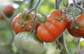 Hoe diep tomaat wortels groeien?