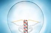 Moet u een masterdiploma of doctoraat tot een geneticus?
