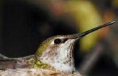 Wat voor soort nestkastjes kolibries wil slapen en nesten?