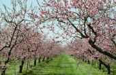Hoe Plant & verzorgen een Elberta Peach Tree