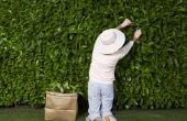 How to Grow Hedges snel