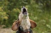 Hoe een hond leren om te zingen