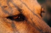 Supplementen voor honden te voorkomen blindheid