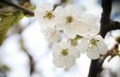 Feiten over Apple Blossoms