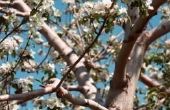 Wat ken voorjaar naar Cherry bomen?