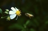 De symptomen van een honing-allergie