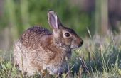 Wat soort dieren zijn in Texas Noord-Centraal-Plains regio?