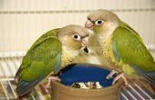 Hoe te stoppen met uw vogel van het krijgen van Bird Food op de verdieping