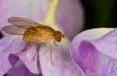 Wat trekt Bugs & insecten