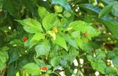 How to Grow paprika's in Containers