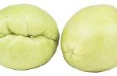 Hoe Fry Chayote