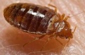Informatie over Bed Bugs