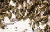 Hoe te identificeren van bijen, wespen & Hornets