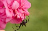 Giftige spinnen in Virginia