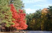 Moer bomen in North Carolina