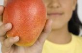 Hoe lang van bloesem tot Fruit voor een mangoboom?