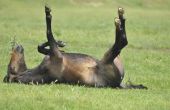 Colitis symptomen bij paarden