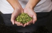 Science Fair projectideeën voor de teelt van Bean zaden in vloeistoffen