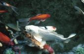 Ziekten van de Koi vis die veroorzaken rode vinnen & staarten