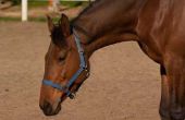 Dexamethason dosering voor paarden