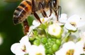 Hoe u kunt besturen van bijen