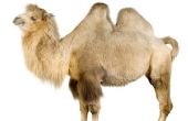 Hoe maak je een kameel kostuum