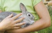 Waar kunt u zich overgeven een konijn?
