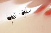 Wat voor soort spinnen zijn giftig in Arizona?