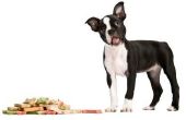 Wat betekent het als uw hond in zijn voedsel rolt voor het eten?