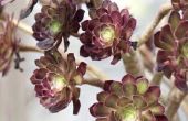 How to Care for Aeonium