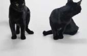 Katten kunnen hebben identieke tweeling Kittens?