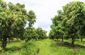 Mangoboom & het gebruik ervan
