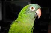 Hoe om te fokken papegaaiachtigen papegaaien