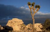 Interessante feiten over de Mojave-woestijn