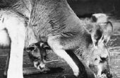 Hoe de zorg voor een Baby-kangoeroe