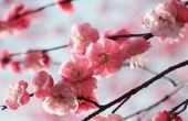 Informatie over de Chinese kersenboom