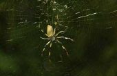 Gemeenschappelijke Mississippi spinnen