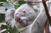 Planten en dieren die in de buurt van de Koala's Habitat leven