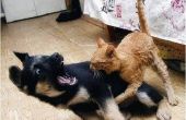 Hoe maak uw kat minder agressief naar honden
