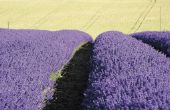 Het gebruik van lavendel voor de behandeling van hoofdpijn