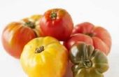 How to Save Heirloom tomaten zaden