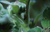 Waterstofperoxide voor tuin Bug Spray