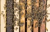 Hoe ID een Geafrikaniseerde honingbij