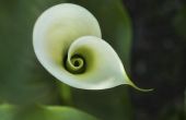 De betekenis van de Calla bloem