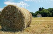 Soorten gras gebruikt voor Hay