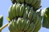 Aanpassingen voor bananen planten