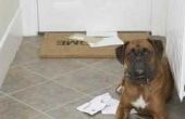 Honden eten hout & papier