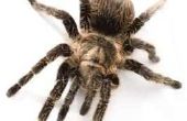 De dodelijkste spinnen in Perris, Californië